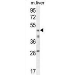 H2A Histone Family Member Y2 (H2AFY2) Antibody