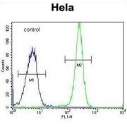 Hyaluronidase-2 (HYAL2) Antibody