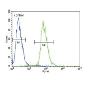 ETS Translocation Variant 5 (ETV5) Antibody