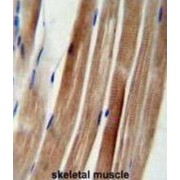 KAT8 Regulatory NSL Complex Subunit 3 (KANSL3) Antibody