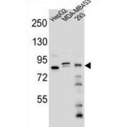 KAT8 Regulatory NSL Complex Subunit 3 (KANSL3) Antibody