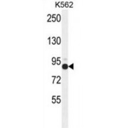 Zinc Finger Protein 366 (ZNF366) Antibody