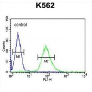 Rho GTPase-Activating Protein 17 (ARHGAP17) Antibody
