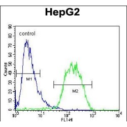 BUD13 Homolog (BUD13) Antibody