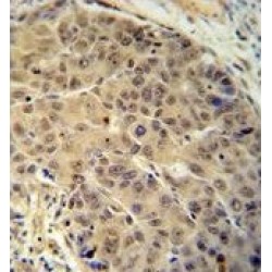BUD13 Homolog (BUD13) Antibody