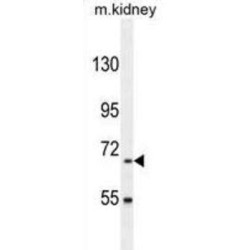 BUD13 Homolog (BUD13) Antibody
