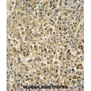 Ribonuclease T2 (RNT2) Antibody