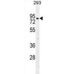 ATP-Dependent Clp Protease ATP-Binding Subunit ClpX-Like, Mitochondrial (CLPX) Antibody