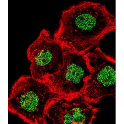 Homeobox And Leucine Zipper Protein Homez (HOMEZ) Antibody