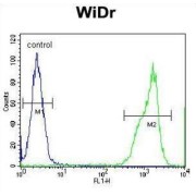 RT4I1 Antibody