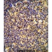 Ankyrin Repeat Domain-Containing Protein 44 (ANR44) Antibody