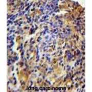 CK073 Antibody