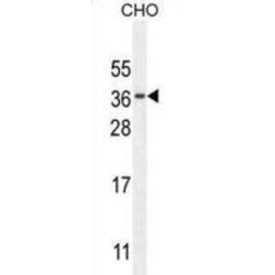 CK073 Antibody