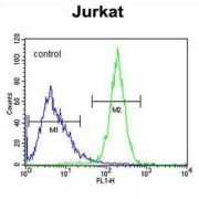 CWC22 Spliceosome Associated Protein Homolog (CWC22) Antibody