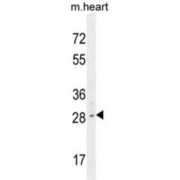 Protein Limb Expression 1 (LIX1) Antibody