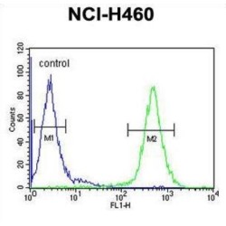 Acyl-CoA Dehydrogenase Family Member 10 (ACAD10) Antibody