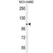 WB analysis of NCI-H460 cell line lysates.