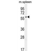 CE037 Antibody