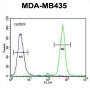 TAPT1 Antibody