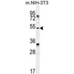 TAPT1 Antibody