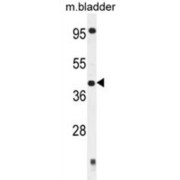 abx025947
