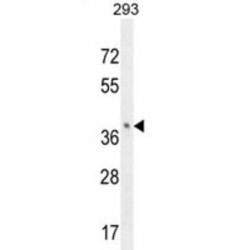 Olfactory Receptor 8B8 (OR8B8) Antibody