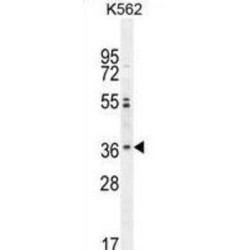 Olfactory Receptor Family 2 Subfamily M Member 3 (OR2M3) Antibody