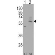 abx025966
