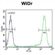 Acyl-Malonyl-Condensing Enzyme 1-Like Protein 2 (AMAC1L2) Antibody