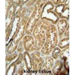 EF-Hand Domain-Containing Family Member B (EFHB) Antibody