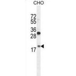 Ribosomal Protein L27A (RPL27A) Antibody