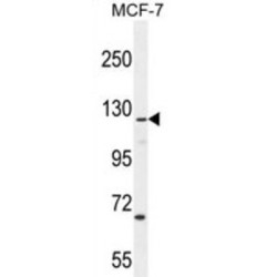 Caskin-2 (CASKIN2) Antibody