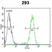 Alpha-Mannosidase 2 (MAN2A1) Antibody