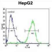 Zinc Finger CCCH Domain-Containing Protein 12A (ZC12A) Antibody