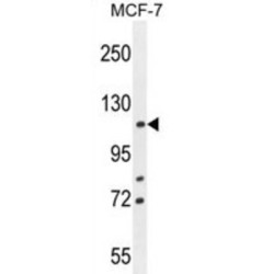 Bcl-2-Associated Transcription Factor 1 (BCLAF1) Antibody