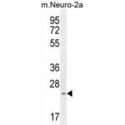 RT34 Antibody