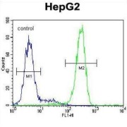 Leucine-Rich Repeat-Containing Protein 40 (LRC40) Antibody