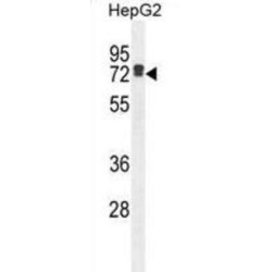 Leucine-Rich Repeat-Containing Protein 40 (LRC40) Antibody