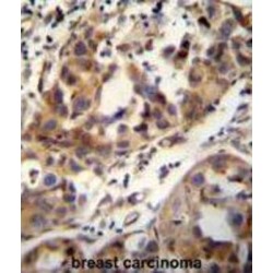 Coiled-Coil Domain-Containing Protein 17 (CCDC17) Antibody