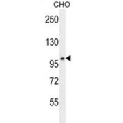 Western blot analysis of CHO cell lysates (35 µg per lane) using Coiled-Coil Domain-Containing Protein 39 (CCDC39) Antibody.