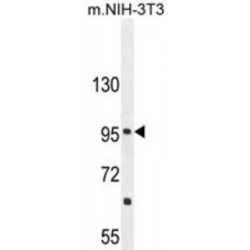 Coiled-Coil Domain-Containing Protein 39 (CCDC39) Antibody