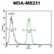 Guanine Nucleotide Binding Protein Like 3 (Nucleolar) Like (GNL3L) Antibody