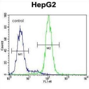 Cystatin 9 (CST9) Antibody