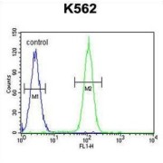 DEAD (Asp-Glu-Ala-Asp) Box Polypeptide 27 (DDX27) Antibody