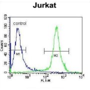 Carbamoyl-Phosphate Synthetase 2, Aspartate Transcarbamylase, And Dihydroorotase (CAD) Antibody