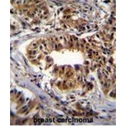 Carbamoyl-Phosphate Synthetase 2, Aspartate Transcarbamylase, And Dihydroorotase (CAD) Antibody