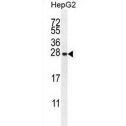 Immunity-Related GTPase Family M Protein (IRGM) Antibody