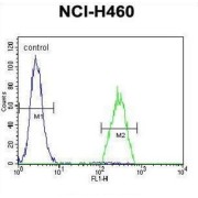Beta-1,3-Galactosyltransferase 5 (B3GALT5) Antibody