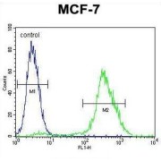 Mitochondrial-Processing Peptidase Subunit Alpha (PMPCA) Antibody
