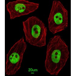Homeobox Protein Unc-4 Homolog (UNCX) Antibody